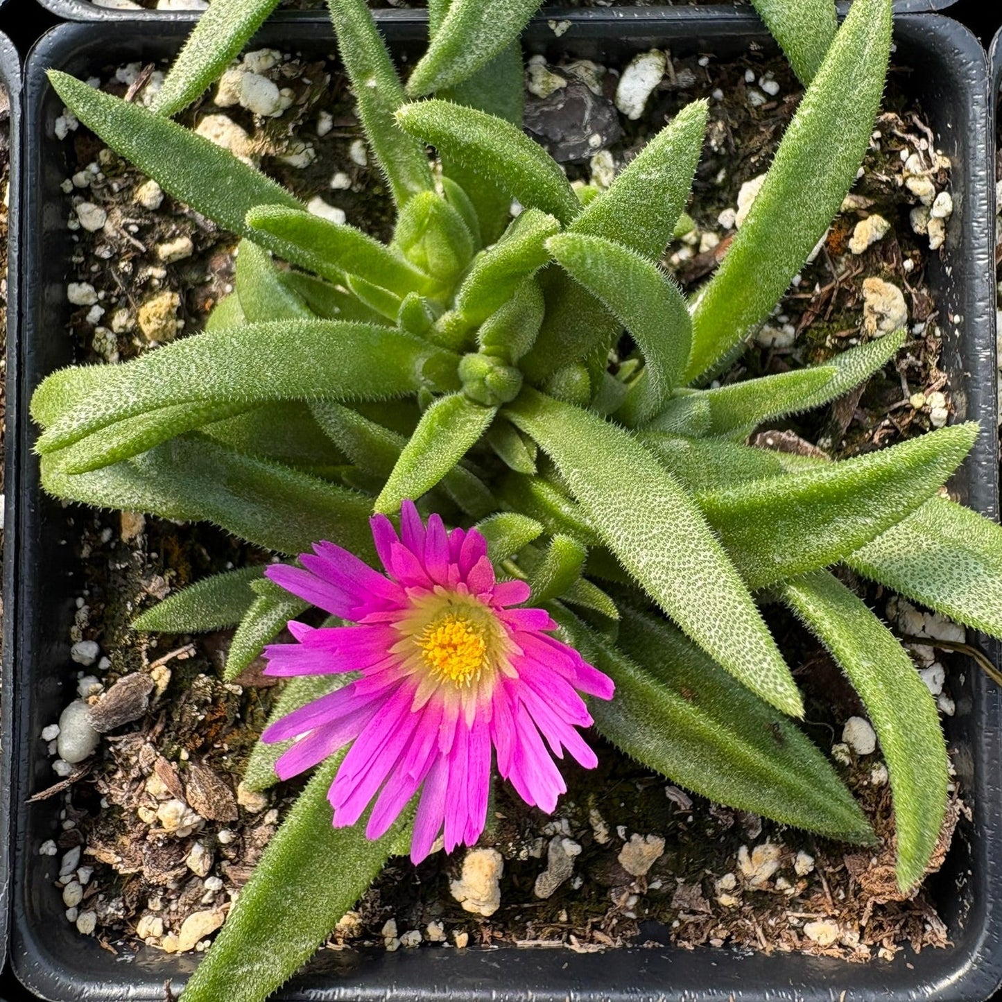 Delosperma sutherlandii 3.25"