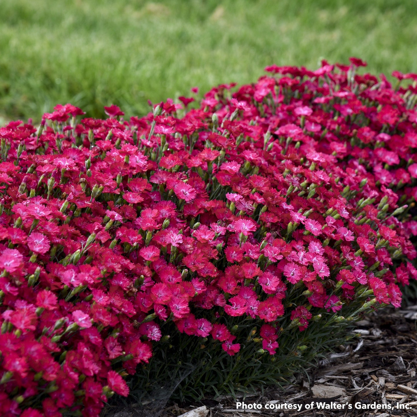 Dianthus x Paint the Town Red 1G