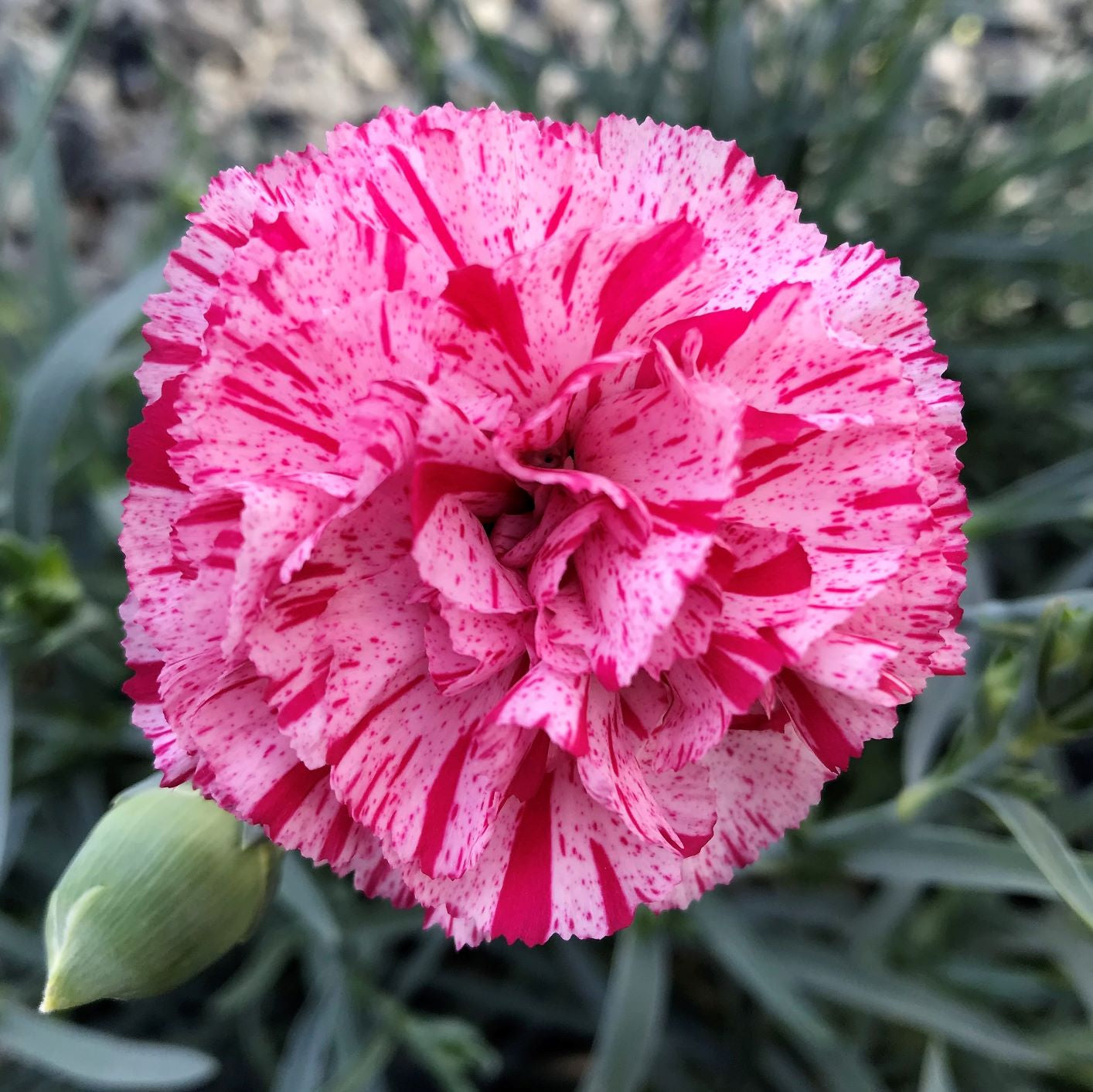 Dianthus x Pinball Wizard 1G