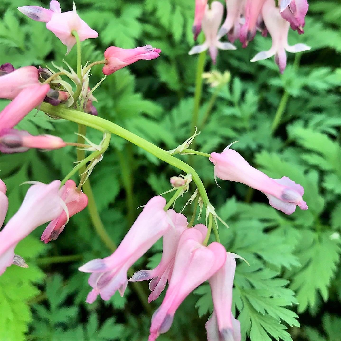 Dicentra eximia 1G
