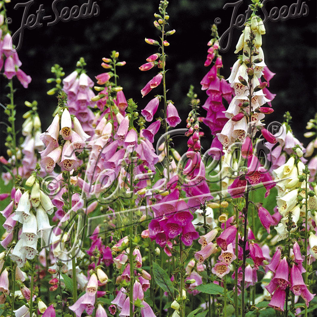 Digitalis purpurea Excelsior 1G