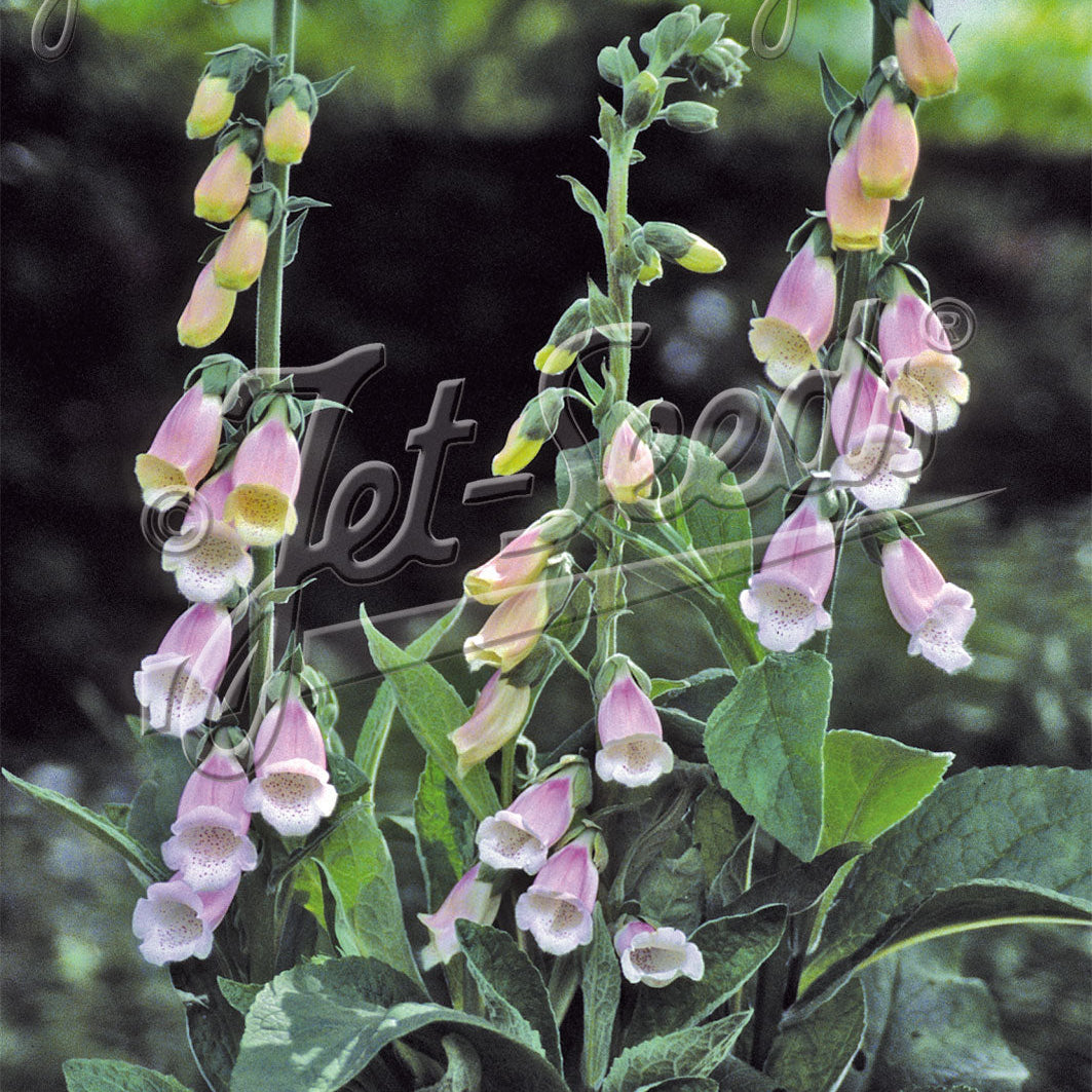 Digitalis purpurea ssp. heywoodii Pink Champagne 3.25"