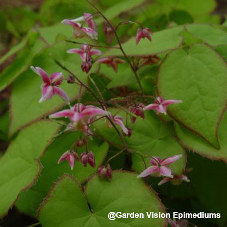 Epimedium x rubrum 'Sweetheart' (Fairy Wings) 2.5"