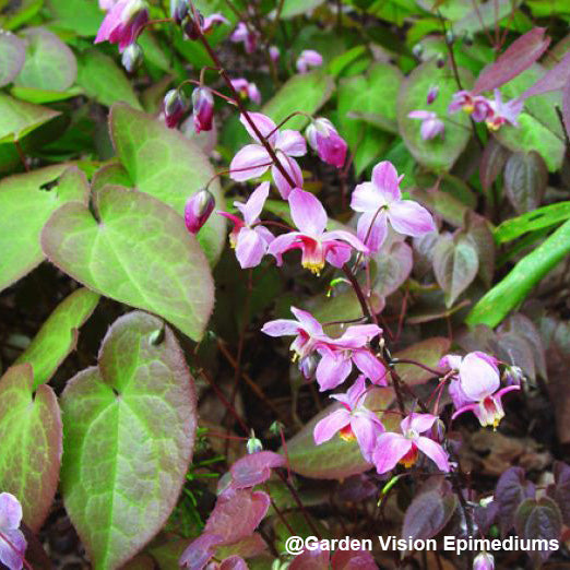 Epimedium x versicolor ‘Cherry Tart’ (Fairy Wings) 2.5"