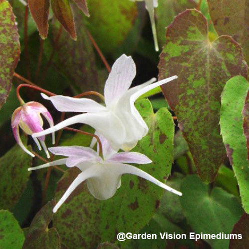 Epimedium x youngianum ‘Freckles’ (Fairy Wings) 2.5"