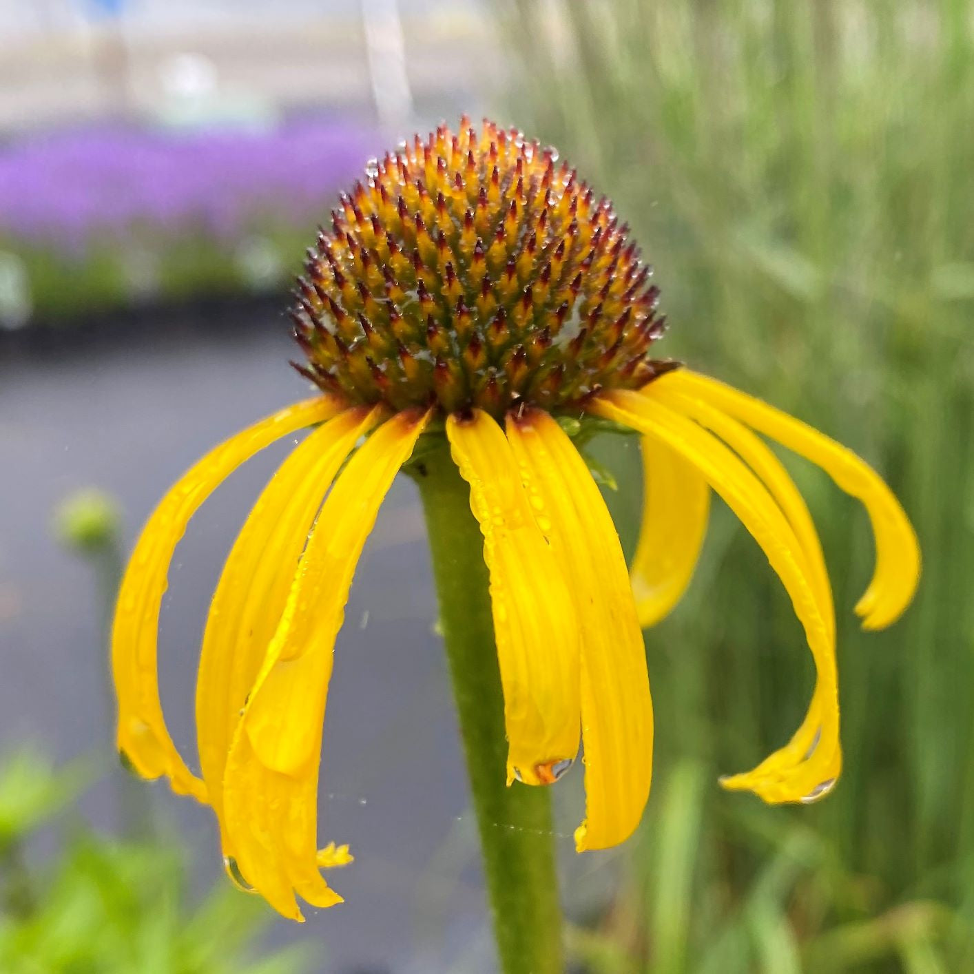 Echinacea paradoxa 1G
