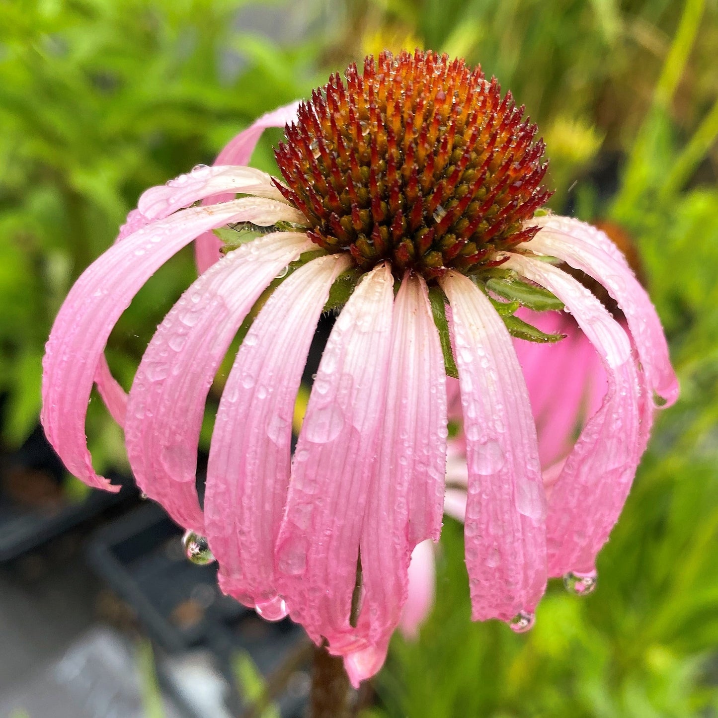 Echinacea simulata 1G