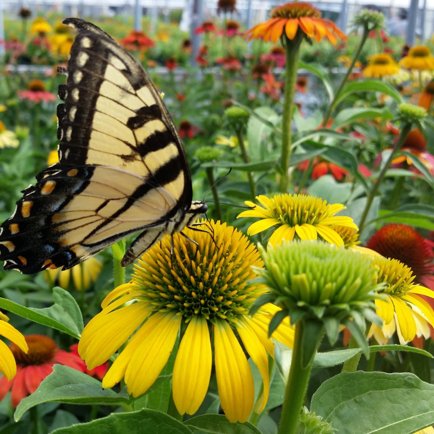 Echinacea x Cheyenne Spirit 1Q