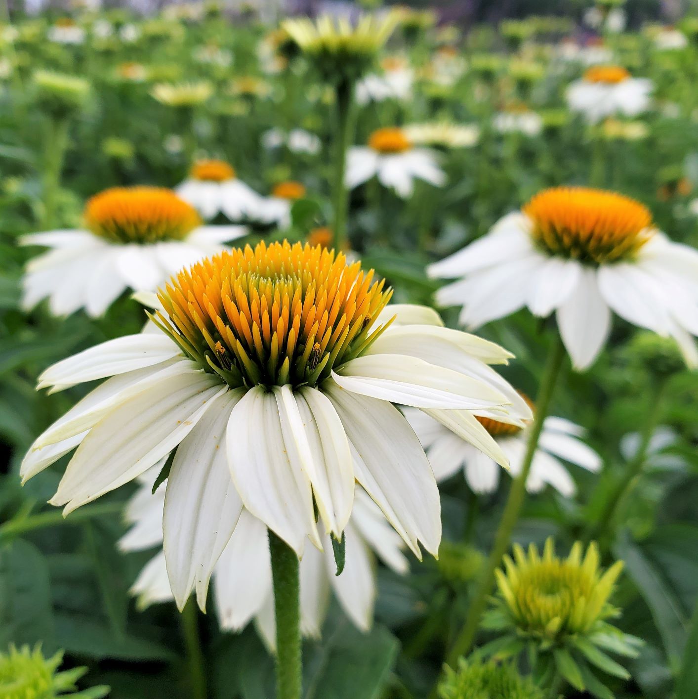 Echinacea purpurea PowWow White 1Q