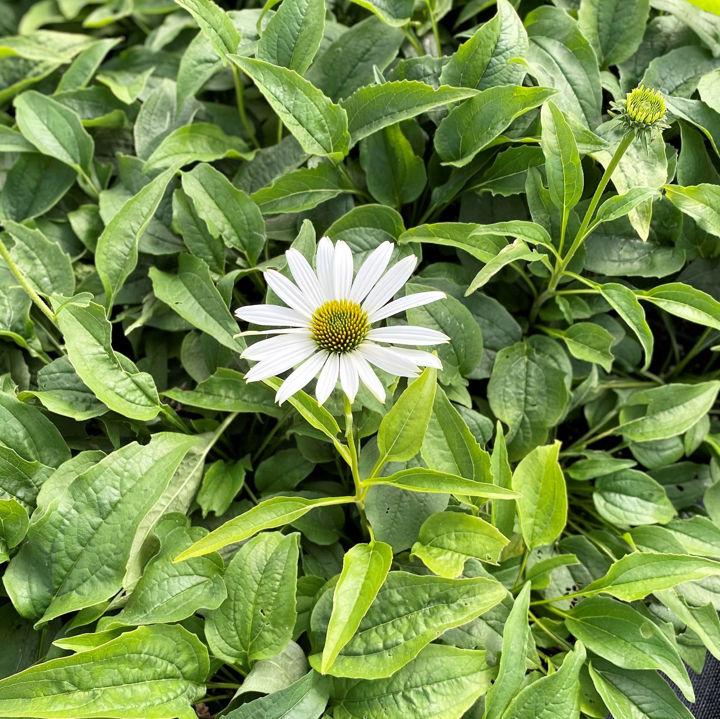 Echinacea purpurea Happy Star 1G