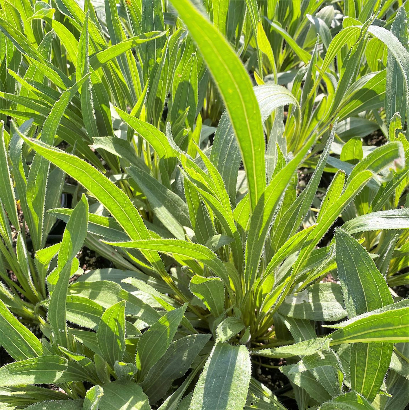 Echinacea pallida 1G