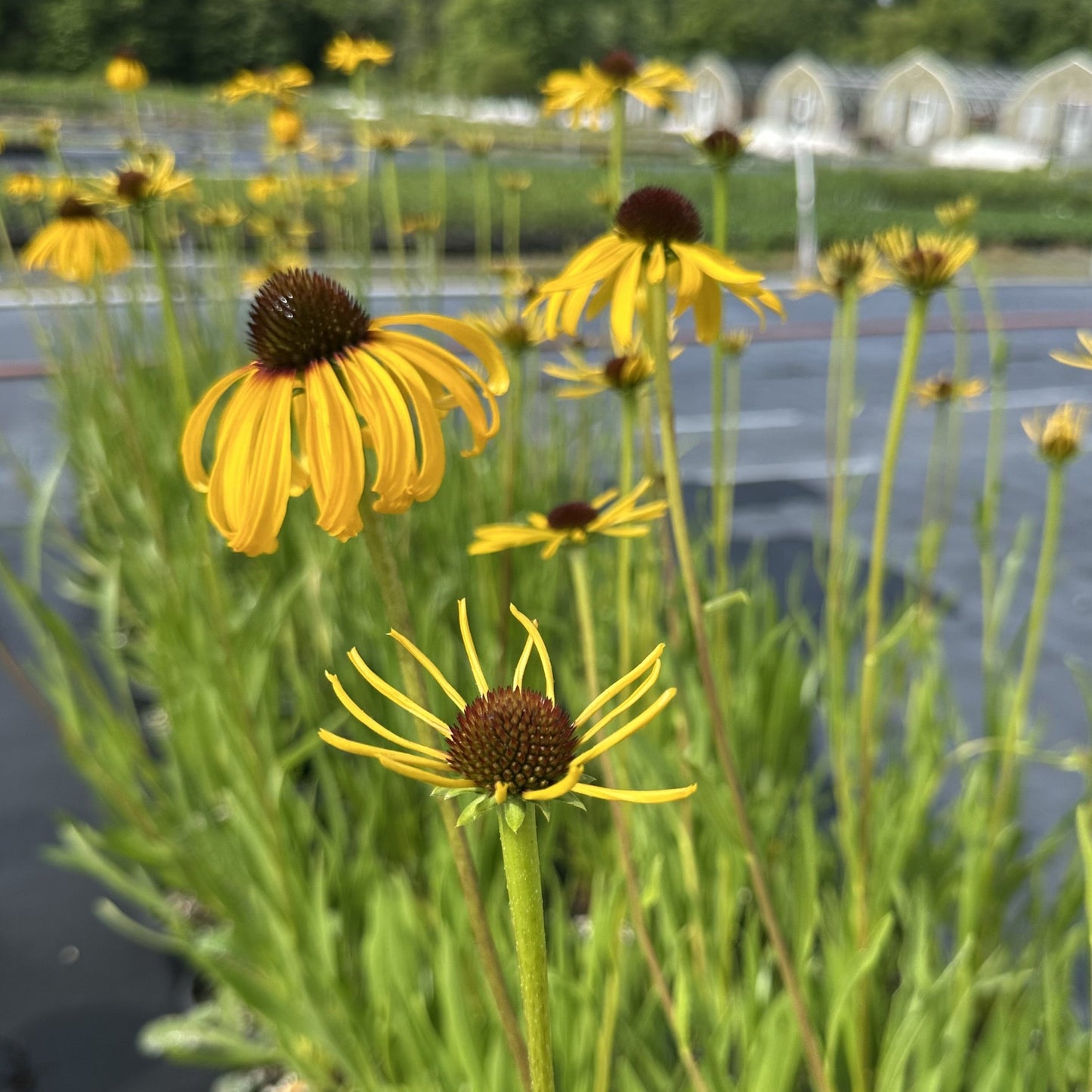 Echinacea paradoxa 1Q