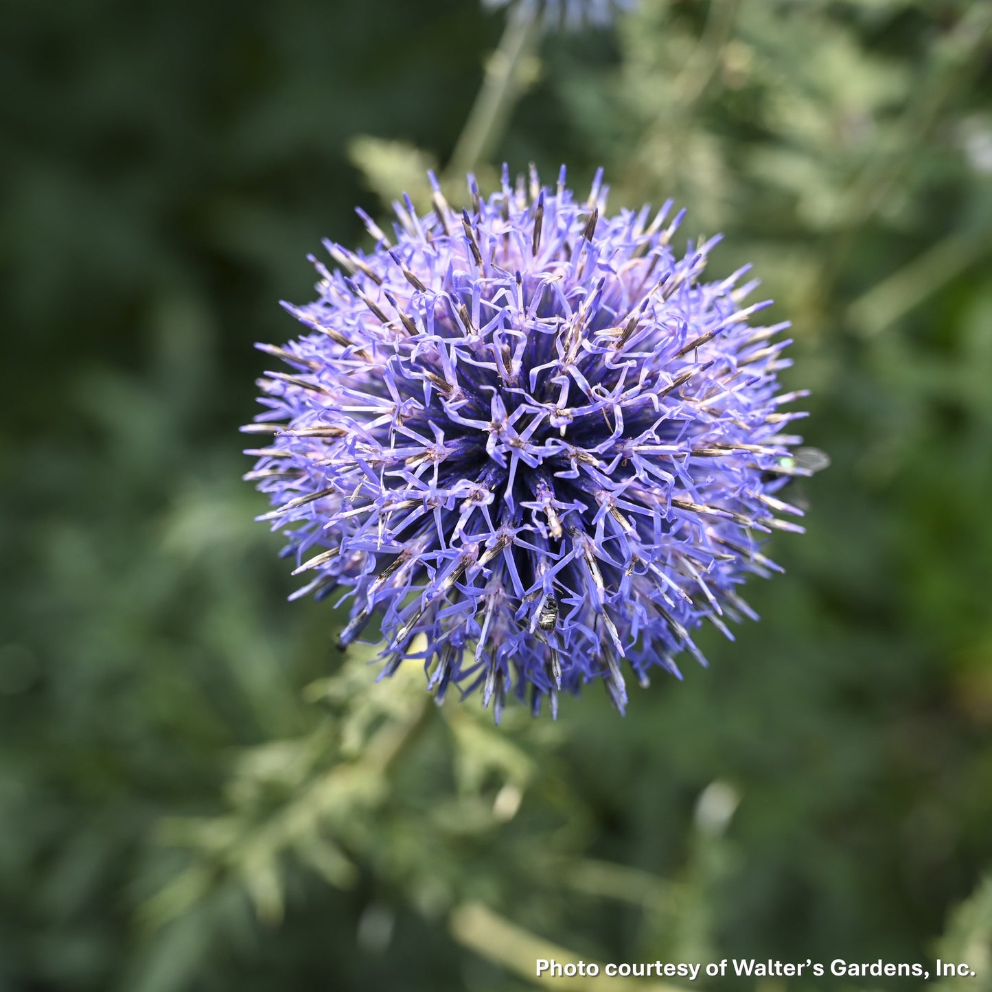 Echinops bannaticus Blue Glow 1G