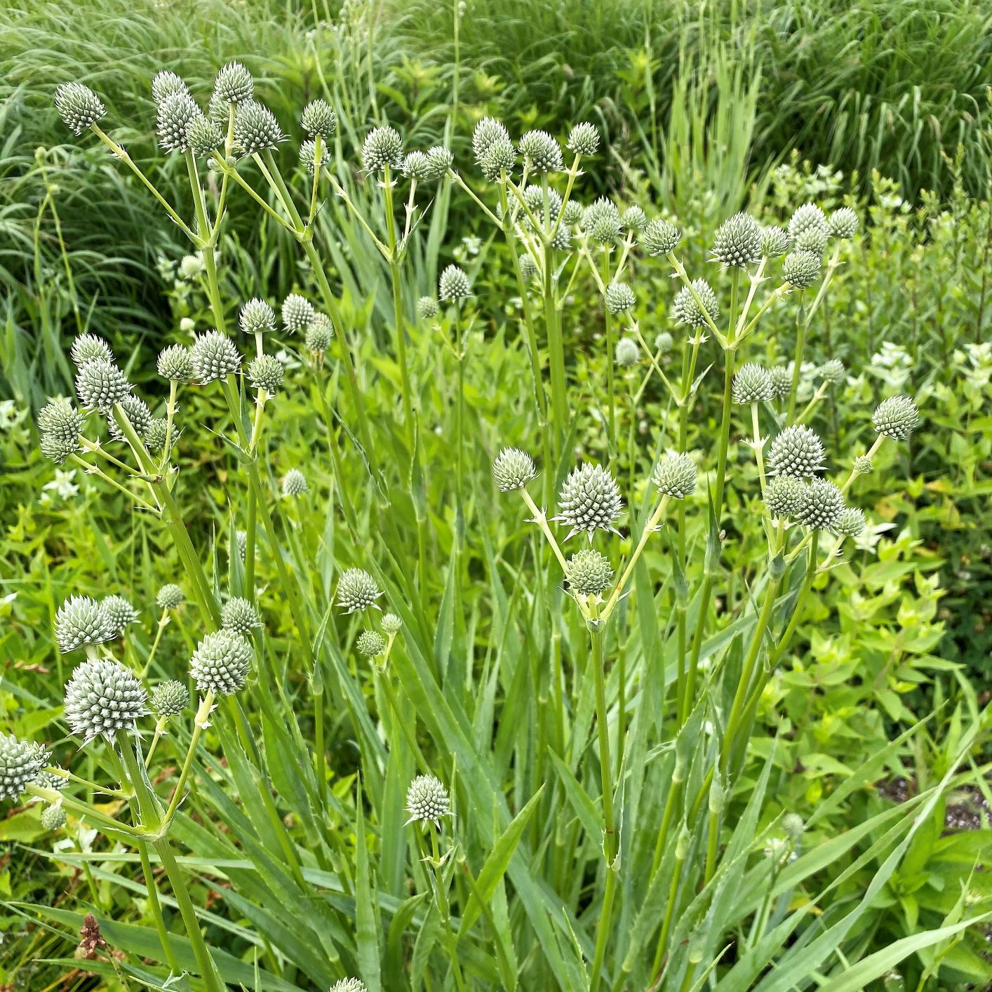 Eryngium yuccifolium 1Q