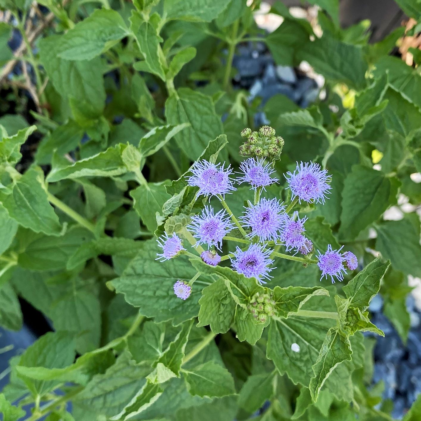 Eupatorium coelestinum (Blue Mistflower) 1G