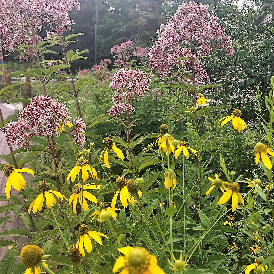 Eupatorium sp. Gateway 1G