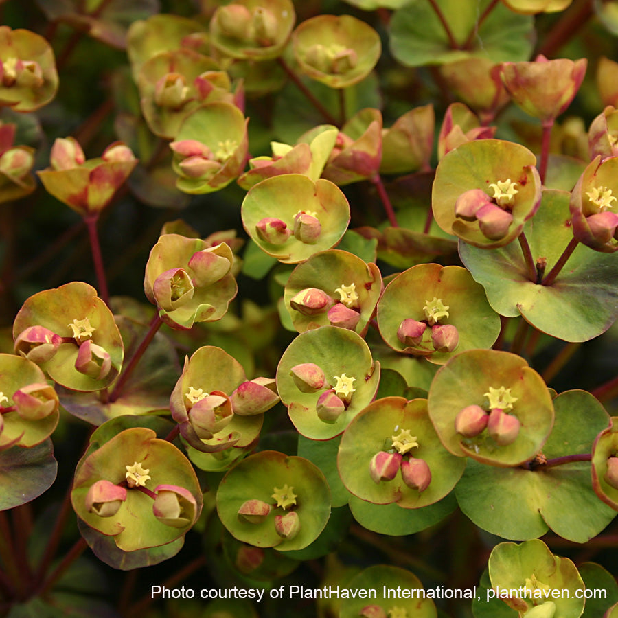Euphorbia x Blackbird ‘Nothowlee’ (Spurge) 2.5"