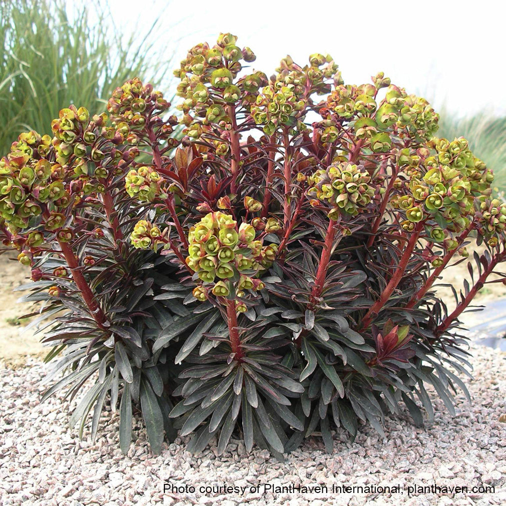 Euphorbia x Blackbird ‘Nothowlee’ (Spurge) 2.5"