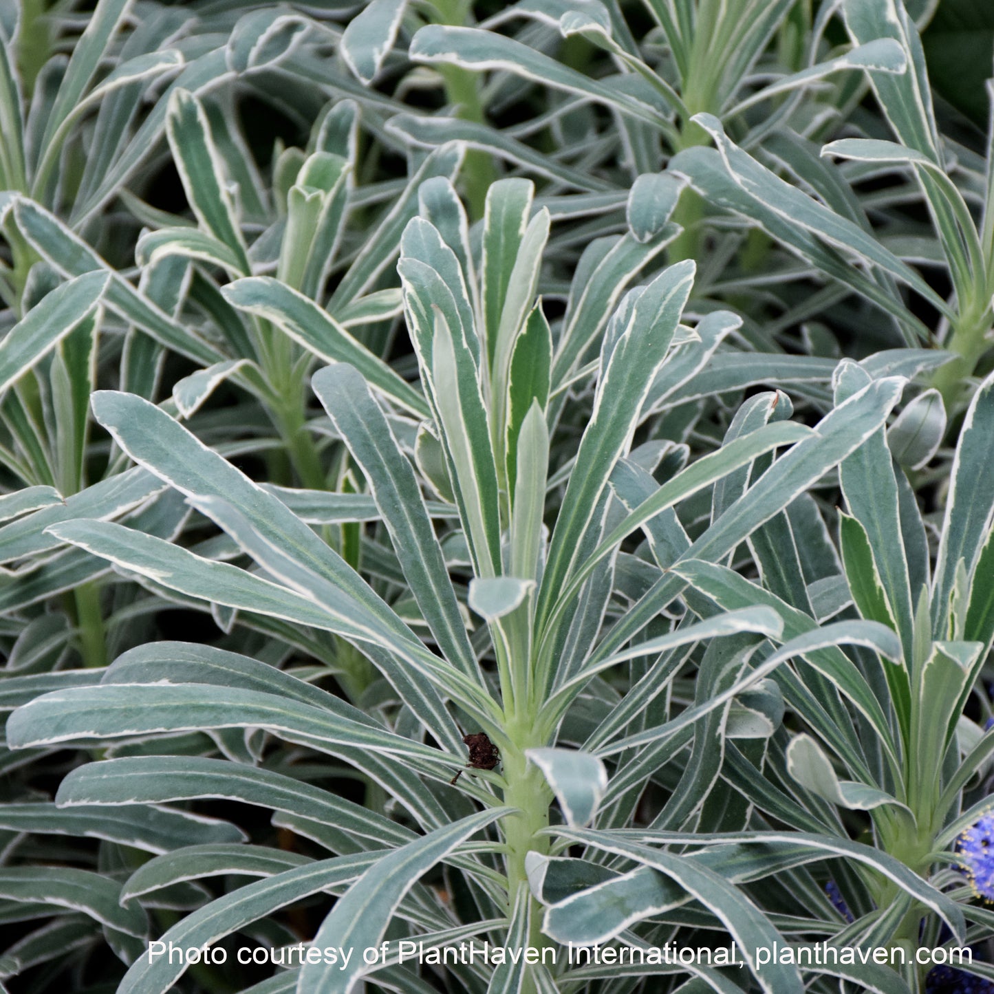 Euphorbia characias ‘Glacier Blue’ (Spurge) 2.5"