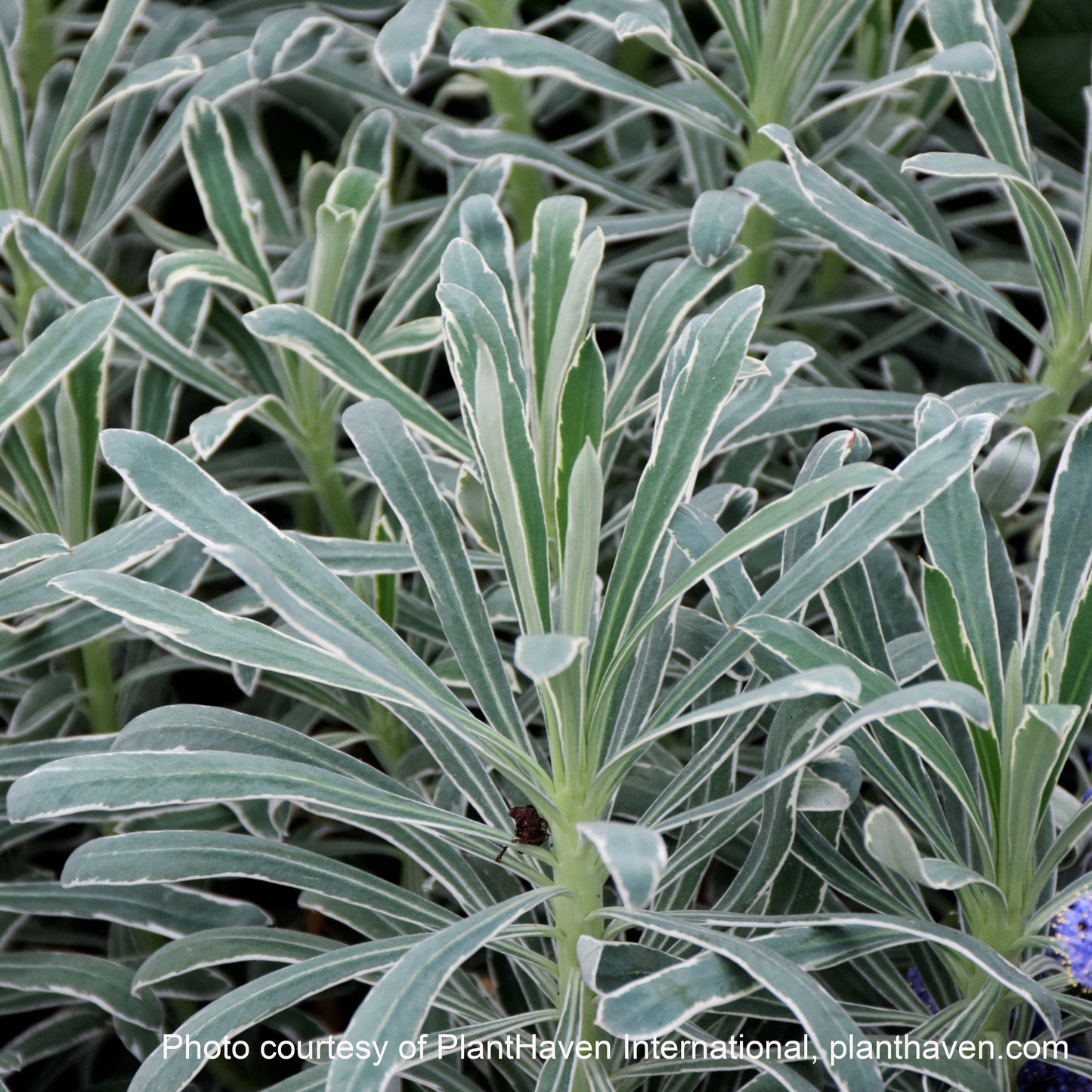 Euphorbia characias Glacier Blue 1G