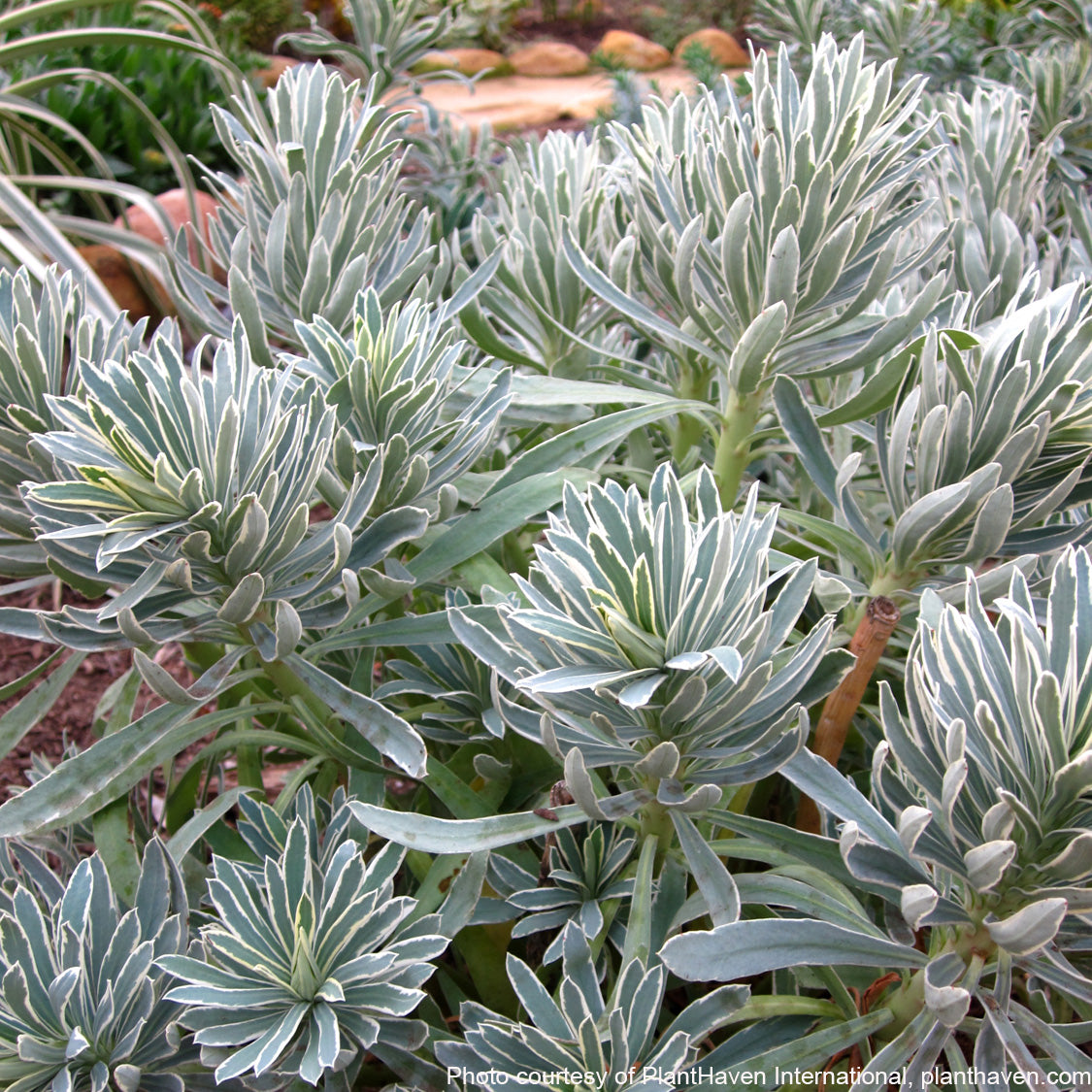 Euphorbia characias ‘Glacier Blue’ (Spurge) 2.5"