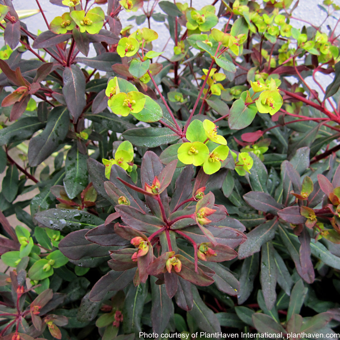 Euphorbia amygdaloides Ruby Glow ‘Waleuphglo’ (Spurge) 2.5"
