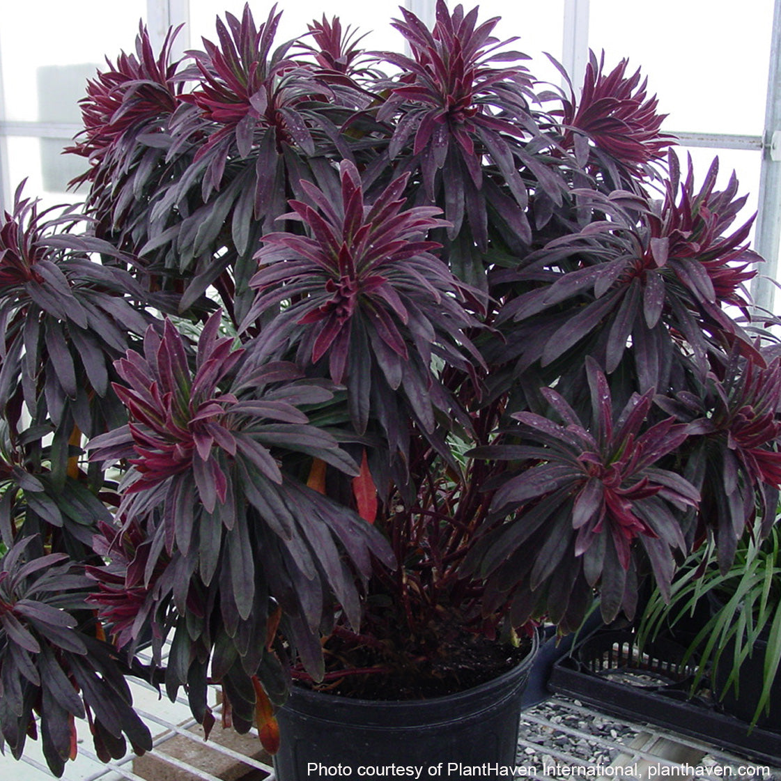 Euphorbia amygdaloides Ruby Glow ‘Waleuphglo’ (Spurge) 2.5"