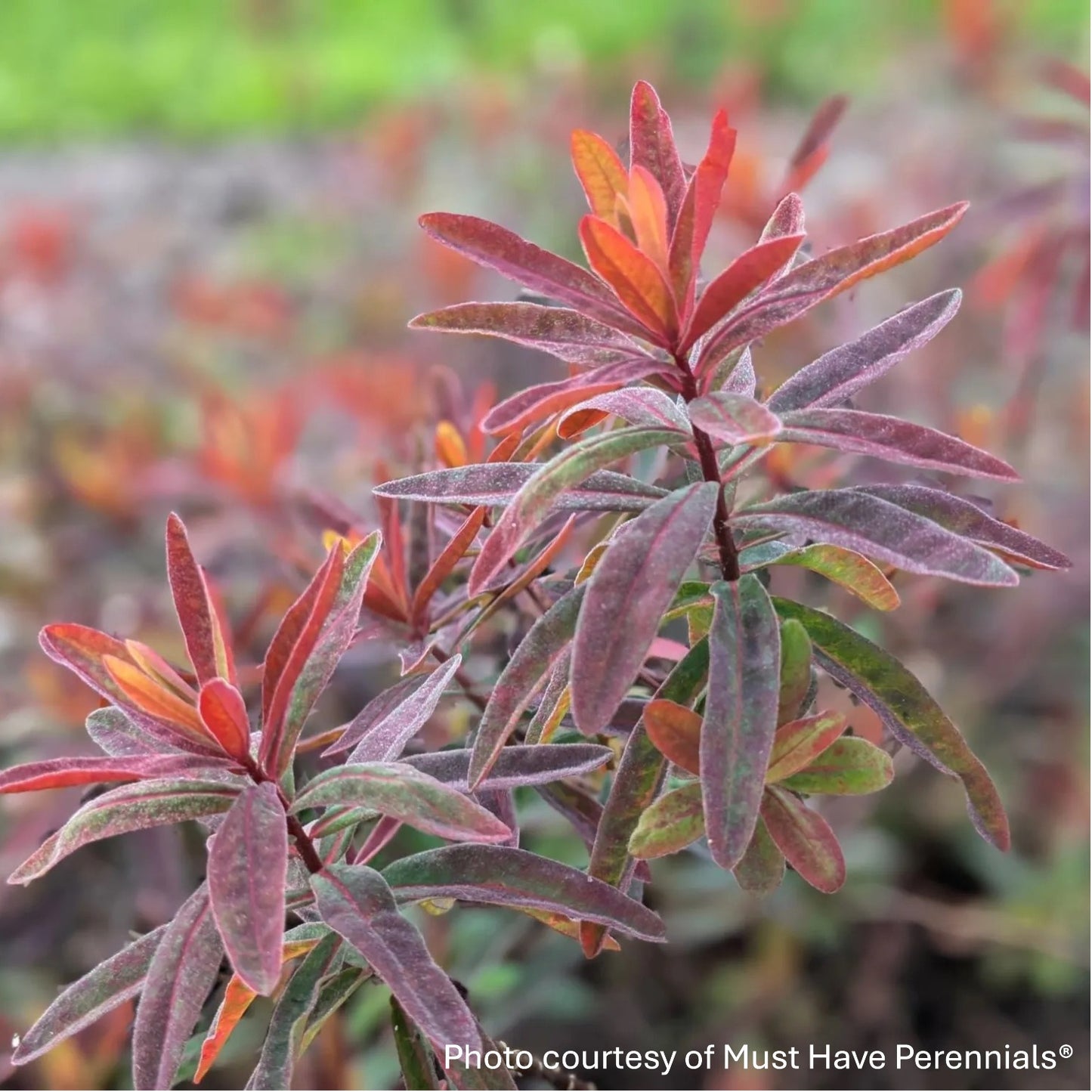Euphorbia polychroma ‘Bonfire’ (Cushion Spurge) 1G