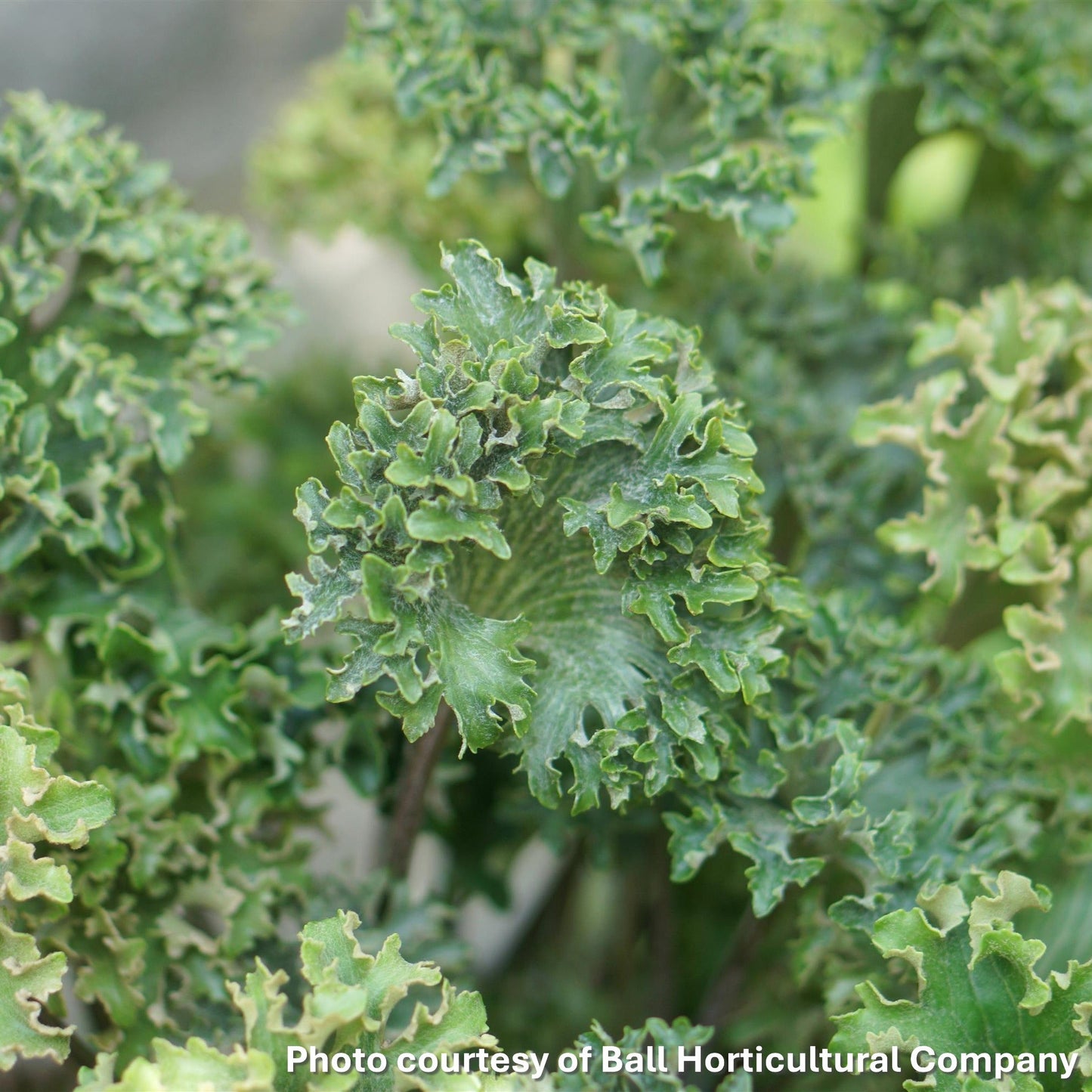 Farfugium japonicum Wavy Gravy 1G