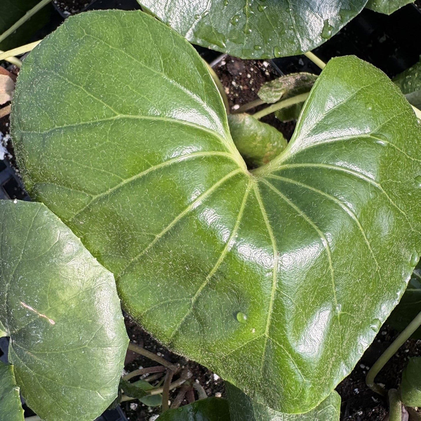 Farfugium japonicum Gigantea 1Q