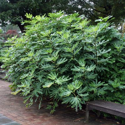 Fig carica Brown Turkey 1Q