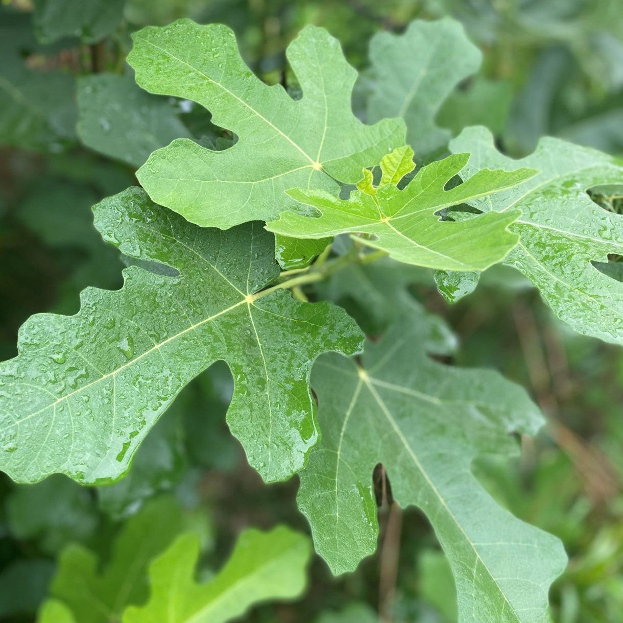 Fig carica Chicago Hardy 1Q