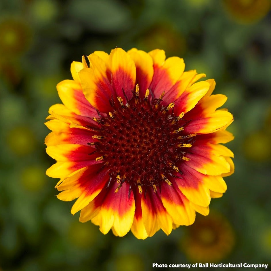 Gaillardia aristata Barbican Yellow-Red Ring 1G
