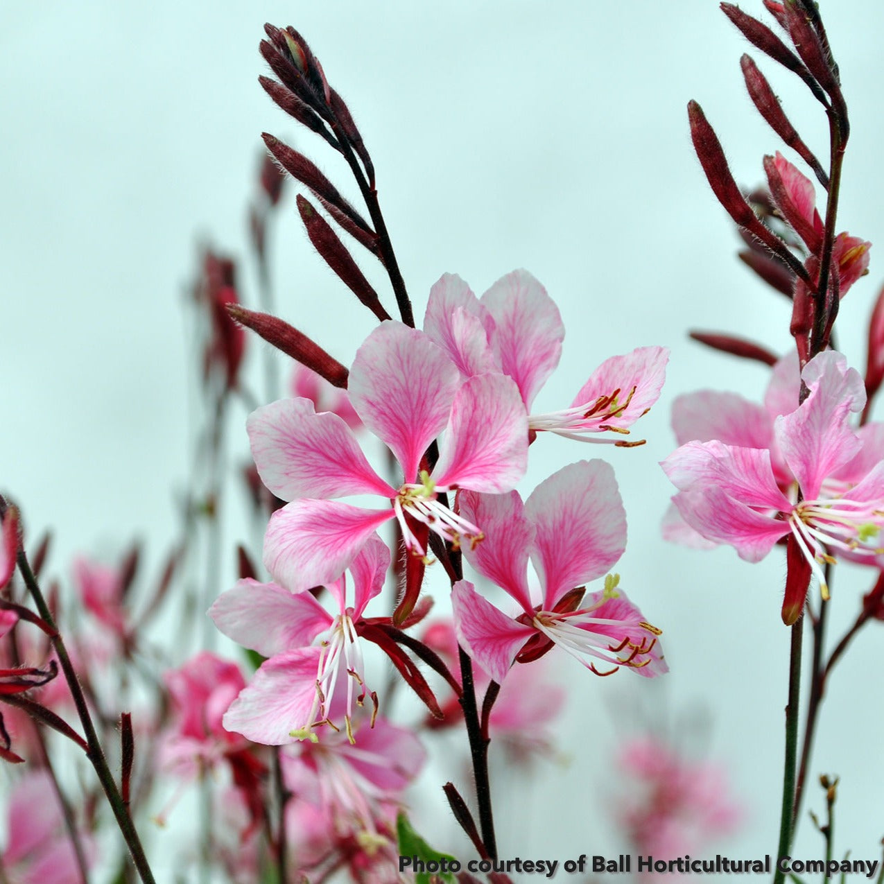 Gaura Bantam Pink 1Q