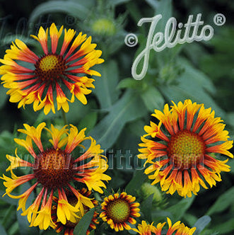Gaillardia aristata Fire Wheels 1G