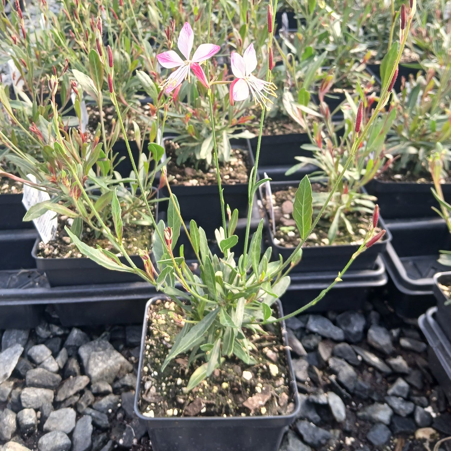 Gaura lindheimeri Little Janie 1Q