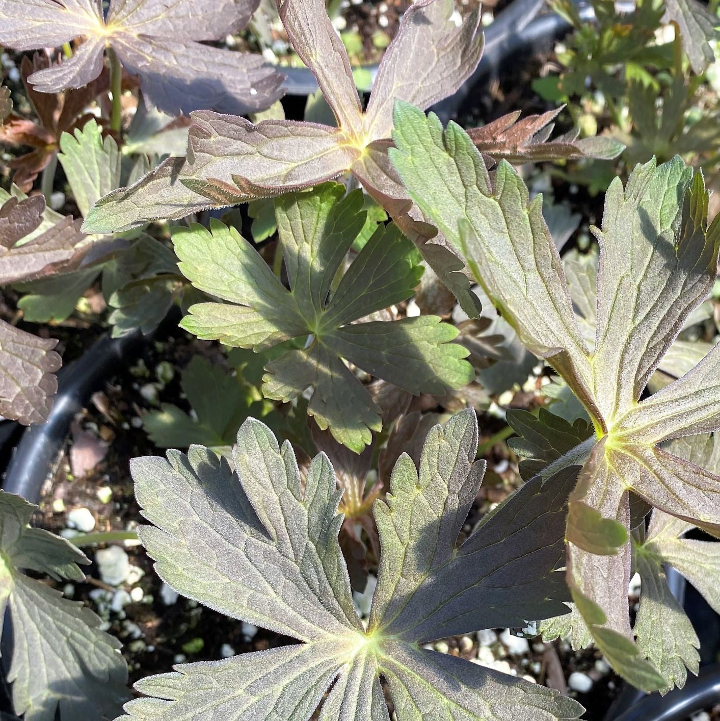 Geranium maculatum Espresso 1G