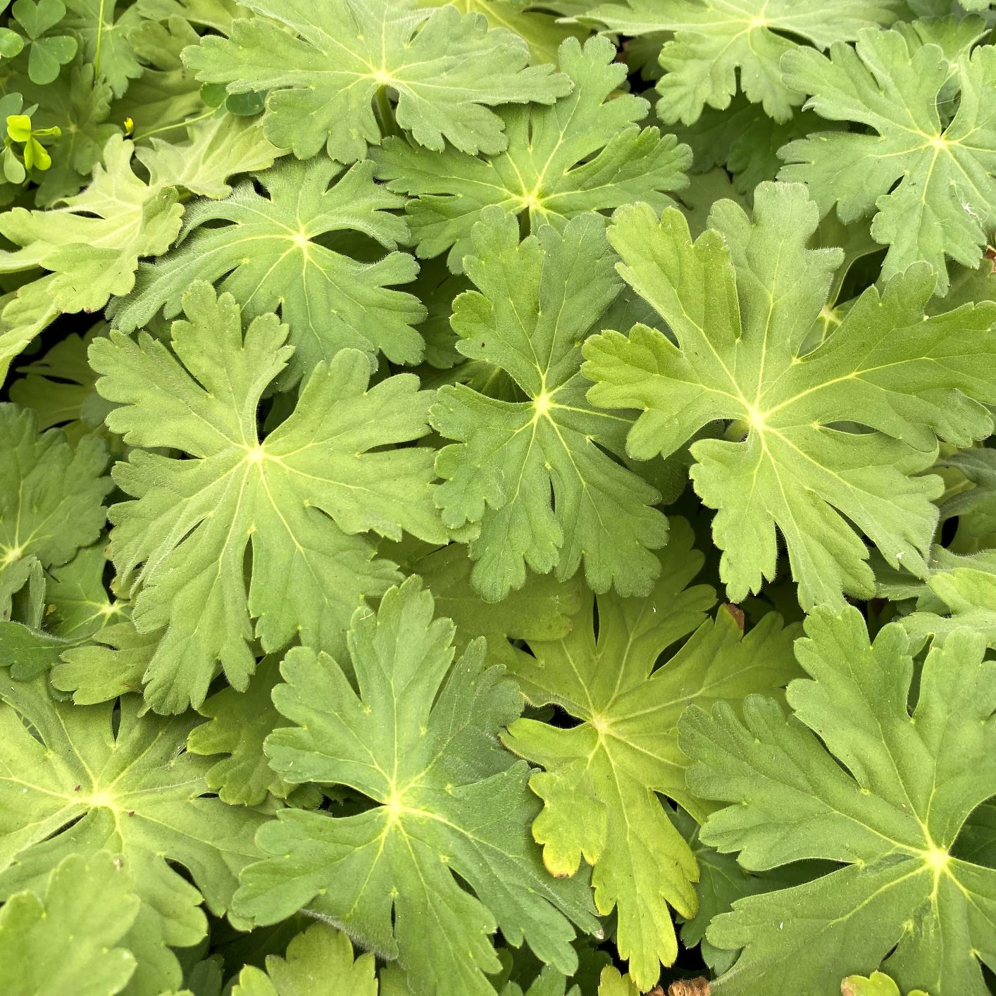 Geranium macrorrhizum Bevan's Variety 1Q