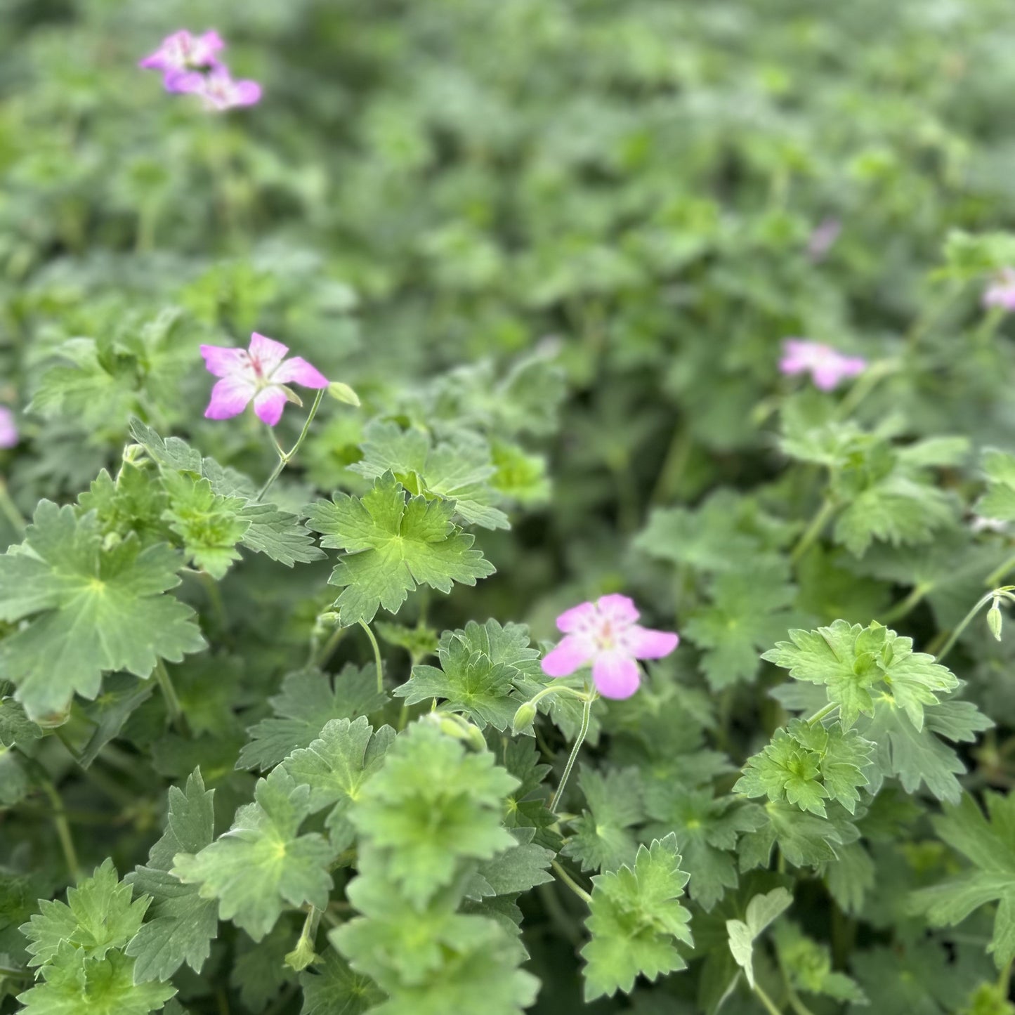 Geranium wlassovianum 1G