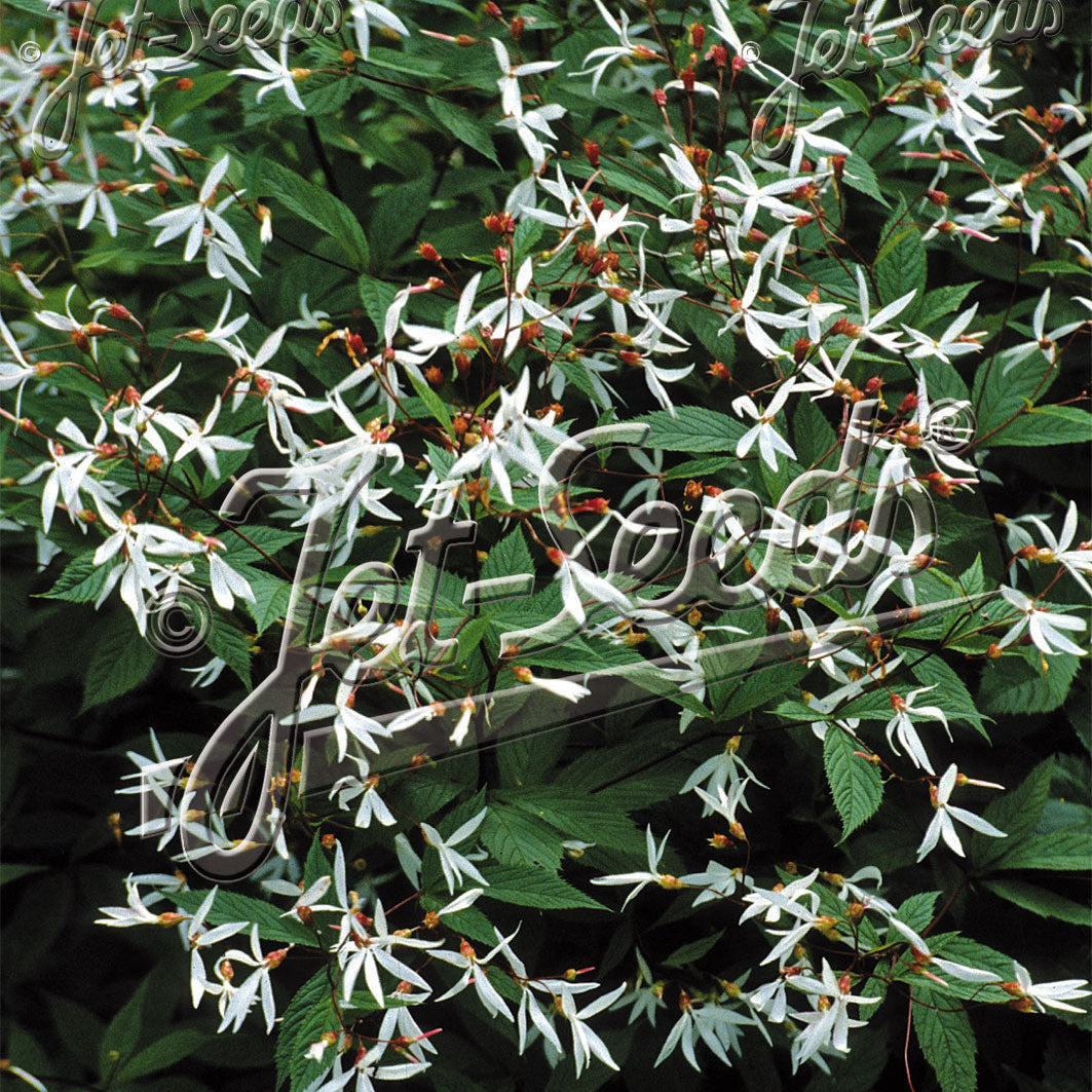 Gillenia trifoliata 1G