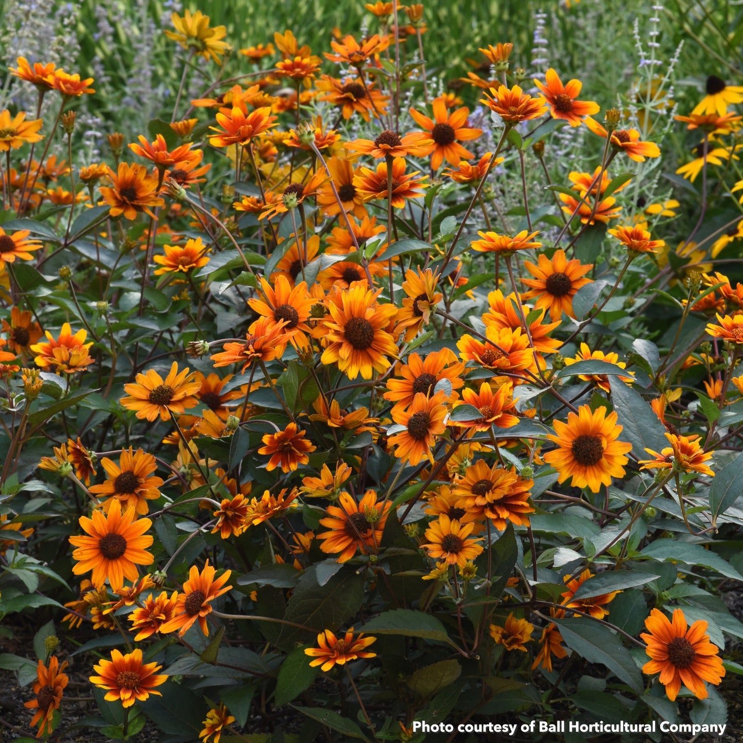 Heliopsis helianthoides Summer Eclipse 1G