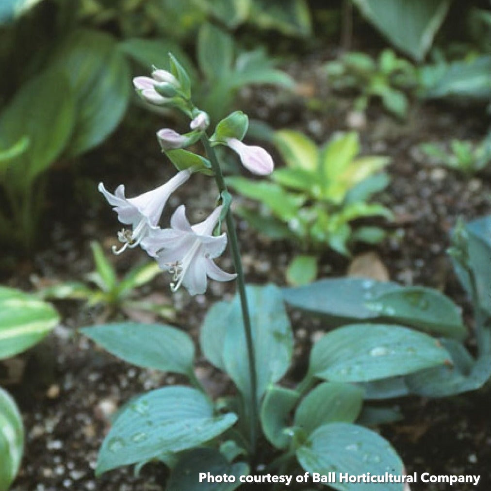Hosta x Fragrant Blue 1Q