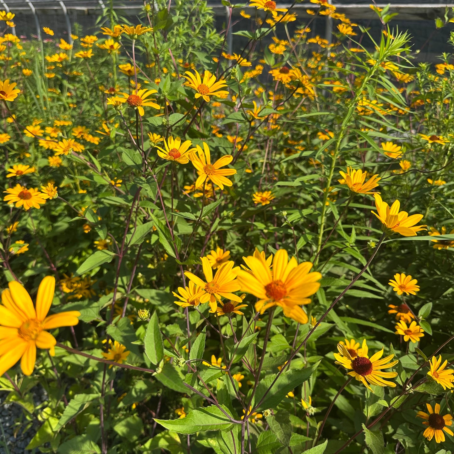 Heliopsis helianthoides Summer Nights 1Q