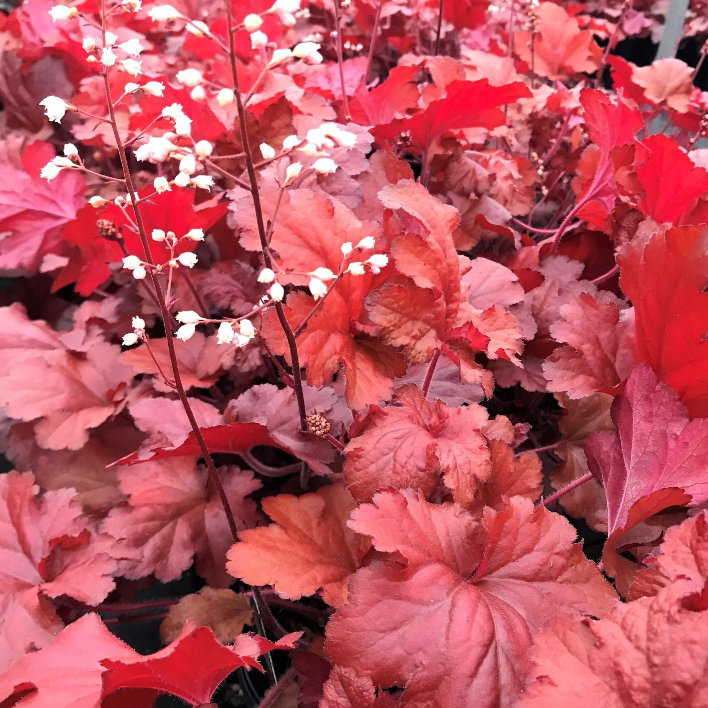 Heuchera x Forever Red 1G