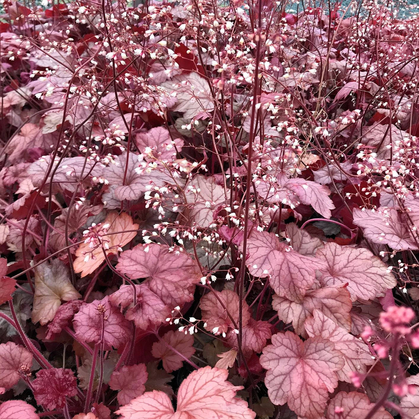 Heuchera x Georgia Peach 1Q