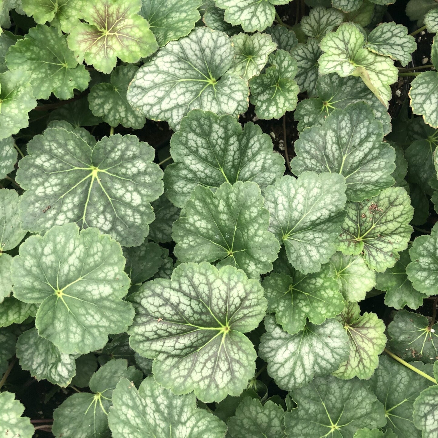 Heuchera americana 1Q