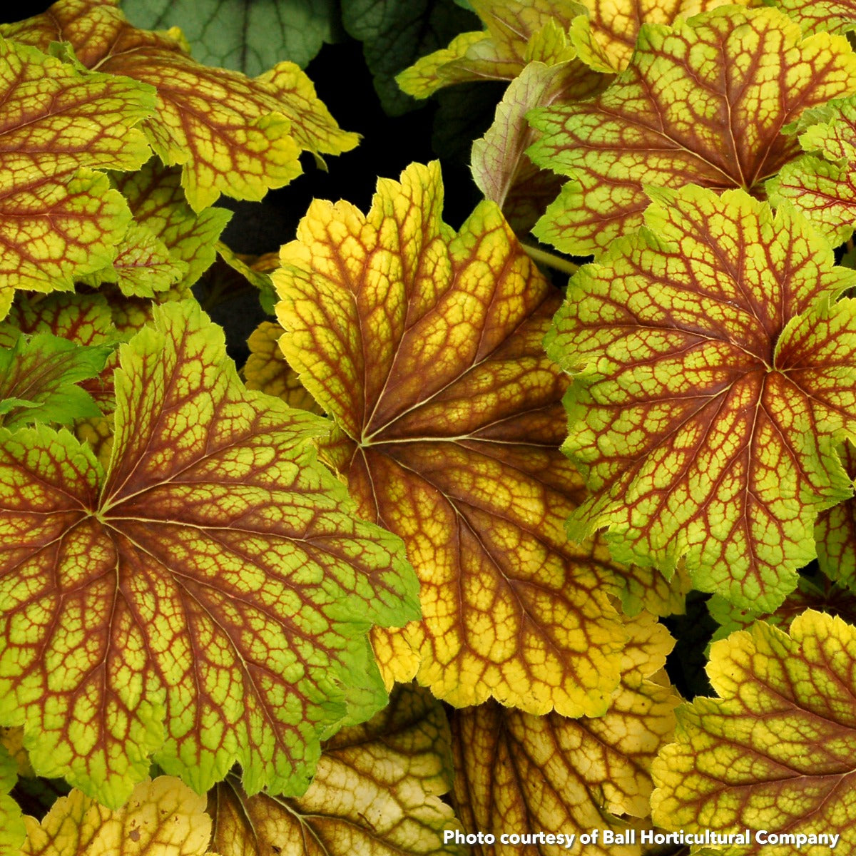 Heuchera Red Lightning 1Q