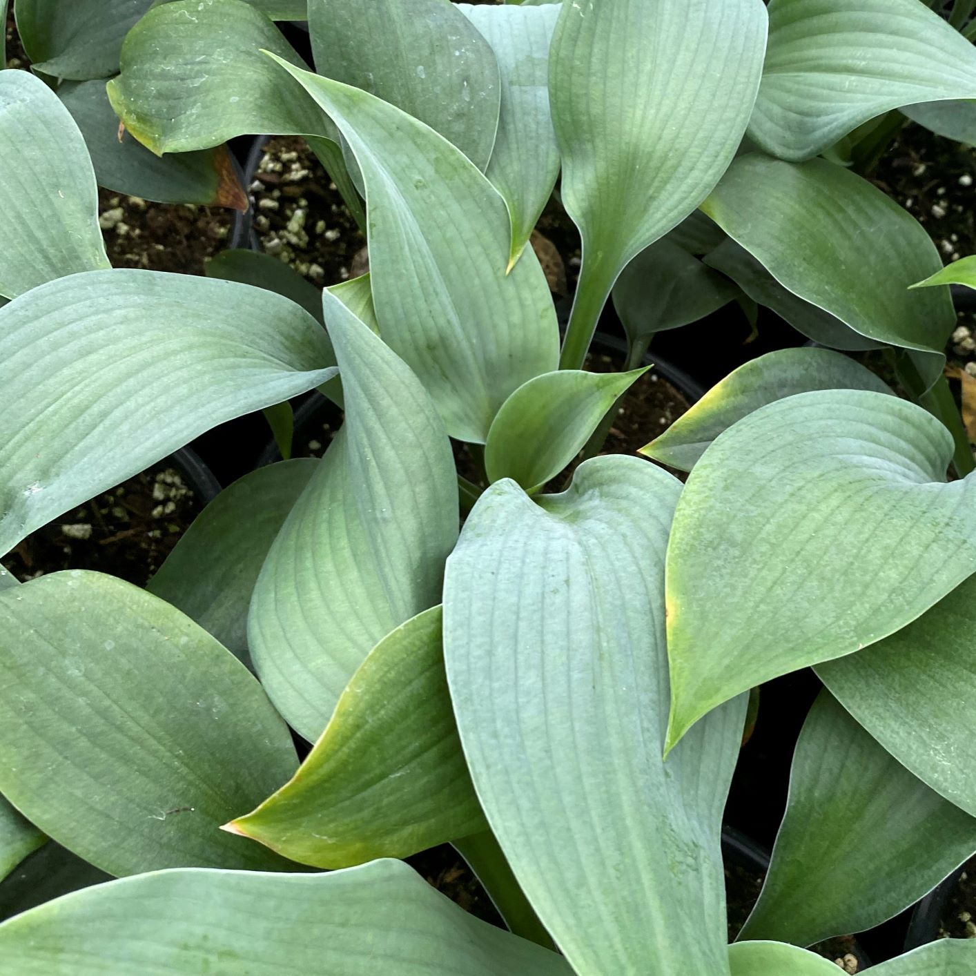 Hosta x Blue Angel 1Q