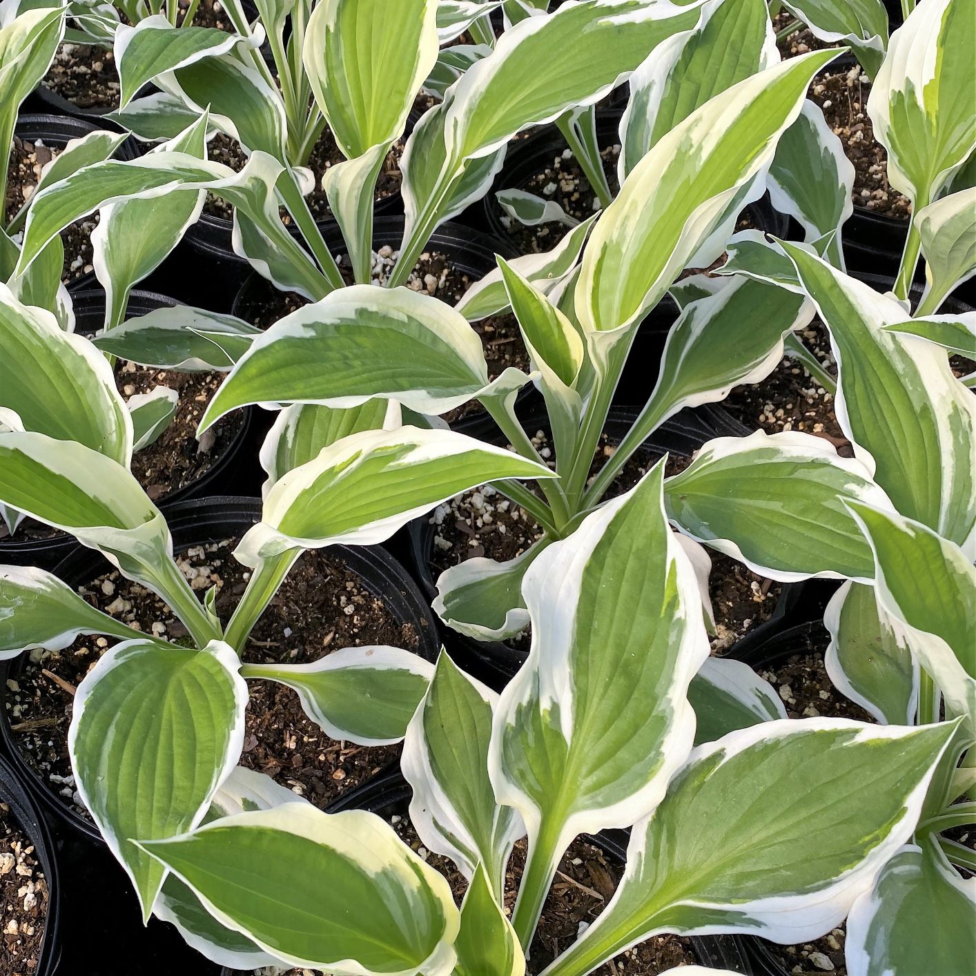 Hosta x Patriot 1Q
