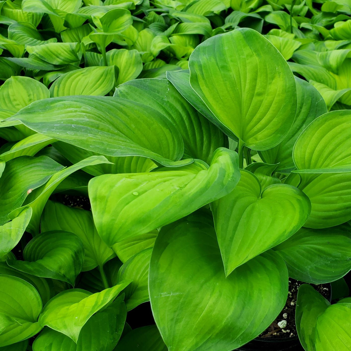 Hosta x Guacamole 1G